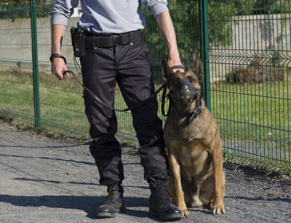 Agent cynophile de sécurité privée avec son chien pendant une intervention